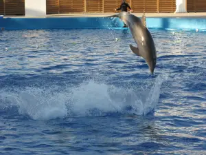 Delfinario水族館