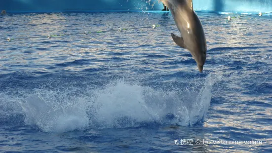 Delfinario水族館