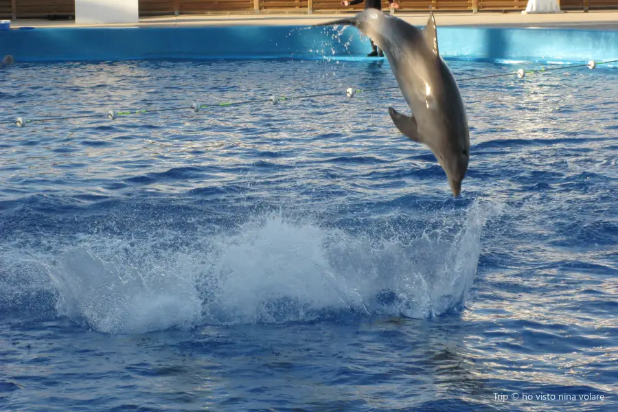 Delfinario水族館