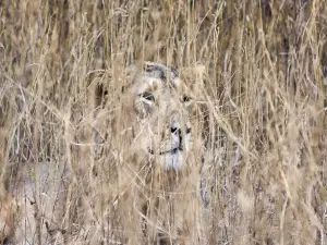 Sasan Gir National Park