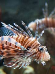 Biomes Marine Biology Center