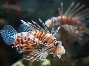 Biomes Marine Biology Center