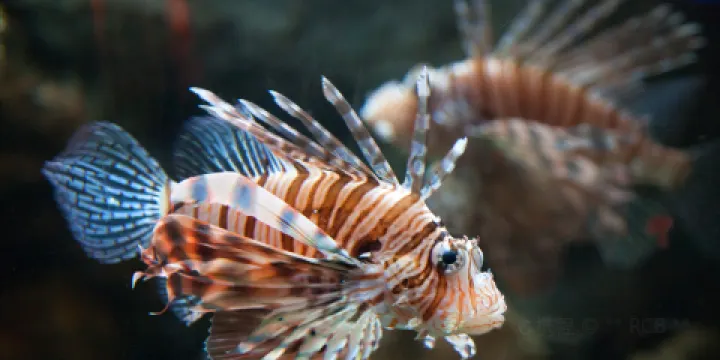 Biomes Marine Biology Center