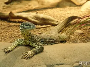 Crocosaurus Cove