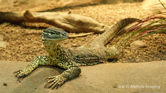 Crocosaurus Cove