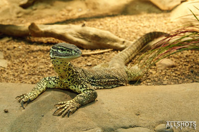 Crocosaurus Cove