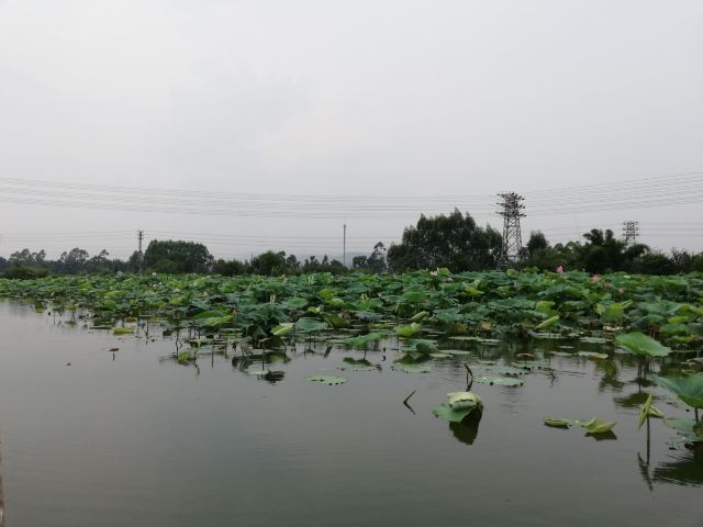 White Pagoda Park