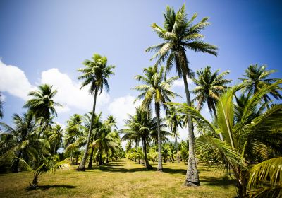 Rota Island