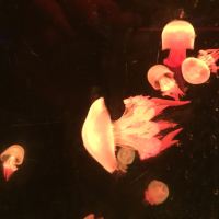 評論圖片 1