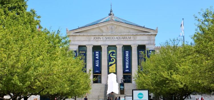 10 Tips to Help You Plan a Fantastic Trip to Shedd Aquarium, Chicago travel notes and guides – Trip.com travel guides