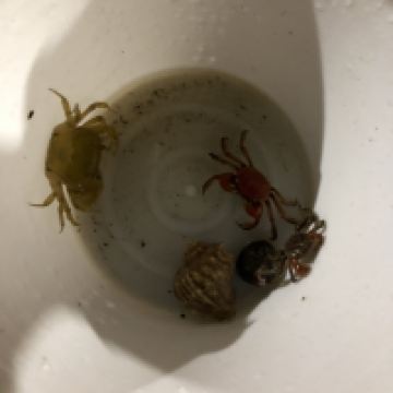 評論圖片 1