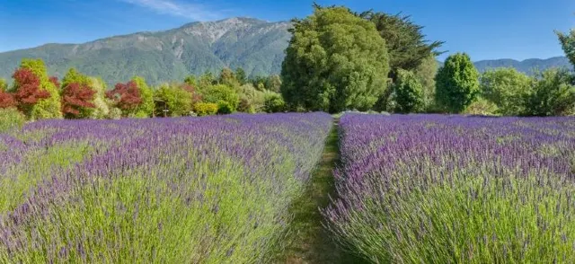 Embracing farm life: Niche Travel Choices in New Zealand