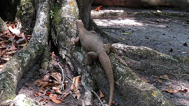 Di, Similan which You've Been Waiting for Half A Year is Online