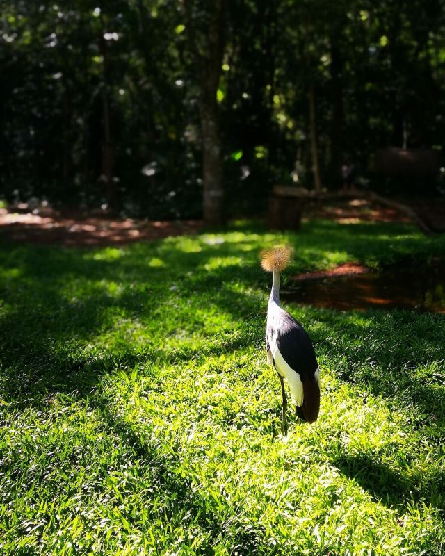 Birds Park