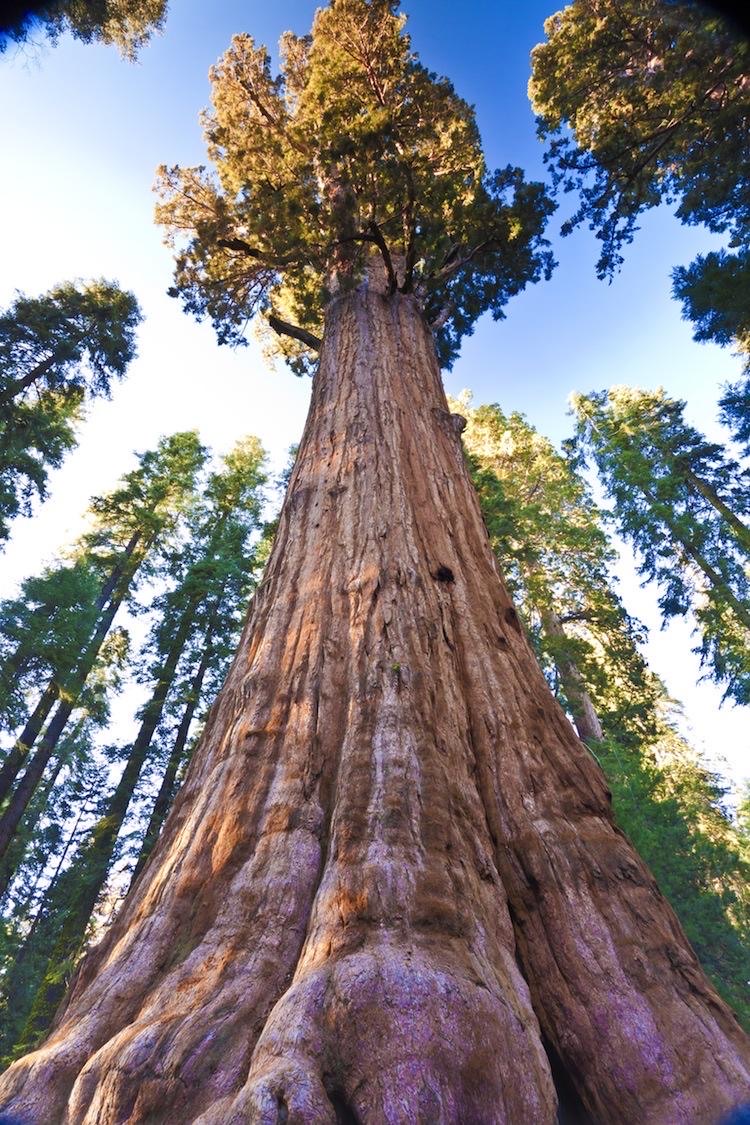 Sequoia National Park シャーマン将軍の木 評判 案内 トリップドットコム