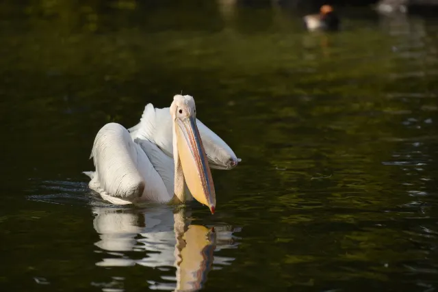 A Guide to the World's Top-10 Zoos