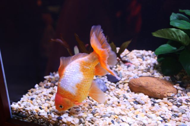 金魚寶殿景點 香港旅遊評論 旅行指南 Trip Com 金魚寶殿景點 香港旅遊評論 旅行指南 Trip Com