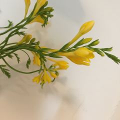 蕾迪家張用戶圖片