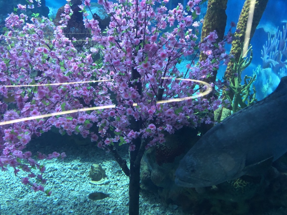 海底世界館旅遊攻略指南 海底世界館評價 海底世界館附近推薦 Trip Com