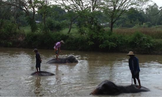 Pattaya Elephant Village