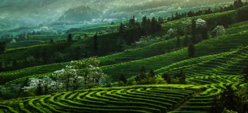 Borrman Properties in Yibin