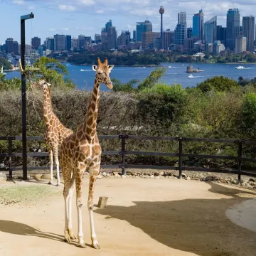 悉尼自由行攻略、市內+郊外景點推薦