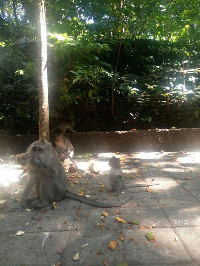 聖猴森林公園