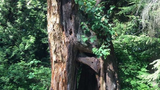 西摩山公園夏天可以避暑，冬天可以滑雪的，所以一年四季都吸引很