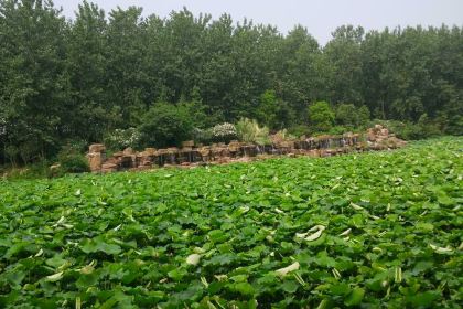蜜雪冰城(文达店)