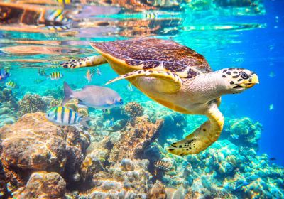 Baa Atoll