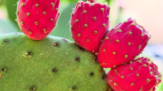 Orto Botanico di Catania