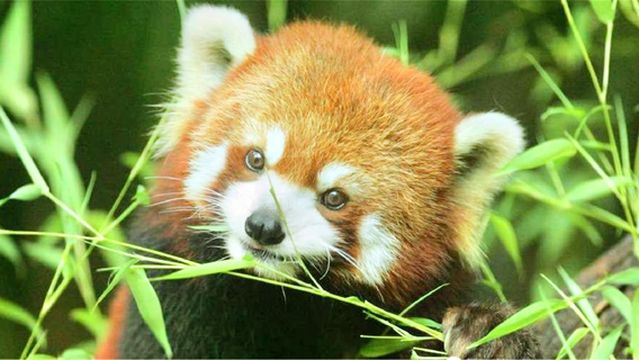 Suhai Senlin Dongwu World