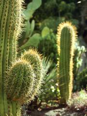 Arizona Garden