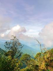 Forêt de Mousse, Cameron Highlands