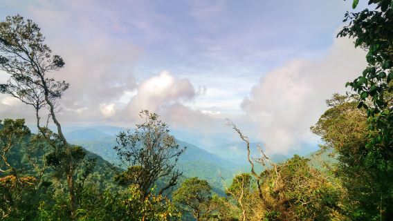 Tour della Foresta Muschiata di Cameron Highlands Mezza Giornata - Condividi o Tour Privato in Malesia