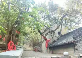 Qingshansi