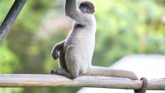 馬瑙斯動物園