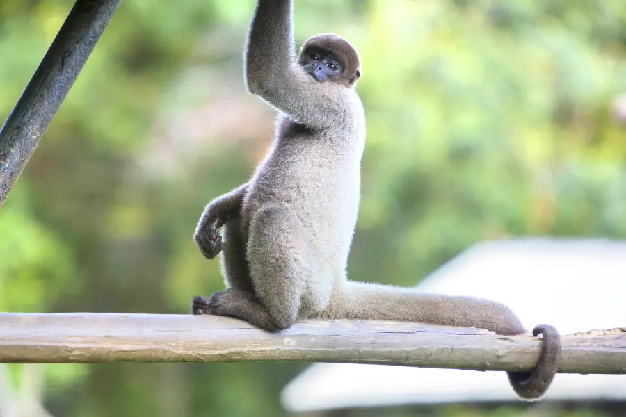 馬瑙斯動物園