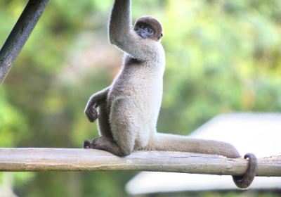 馬瑙斯動物園