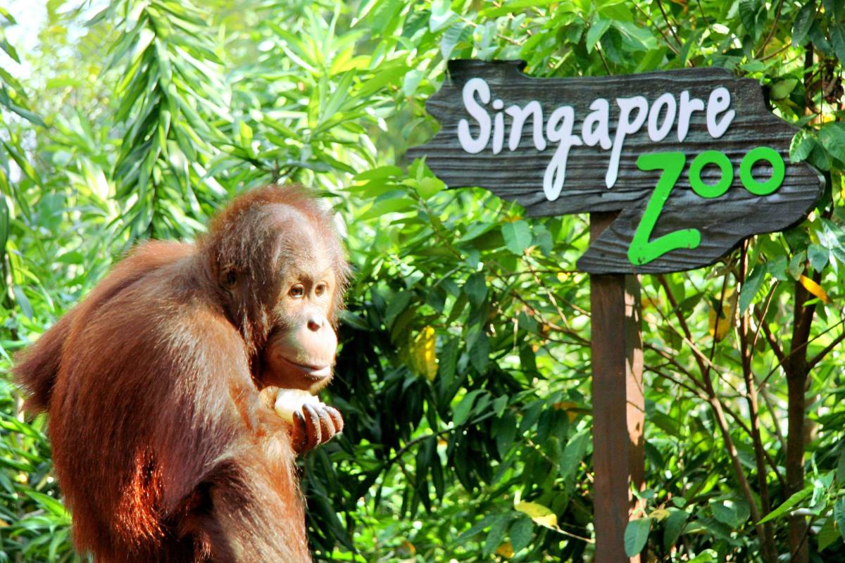 Singapore Zoo