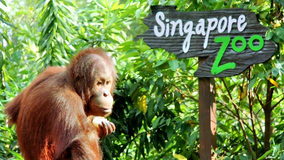 牛車水+魚尾獅+小印度+濱海灣+新加坡動物園+甘榜格南一日遊