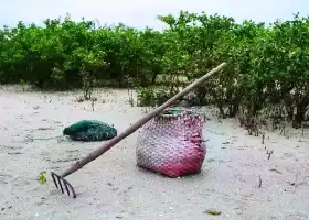 맹그로브 숲 해산물 채집 체험