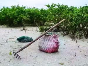 マングローブ天々潮干狩り