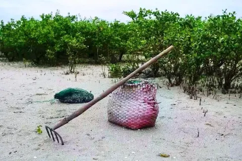 Mangrove