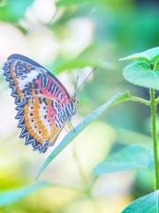 Banteay Srey Butterfly Centre