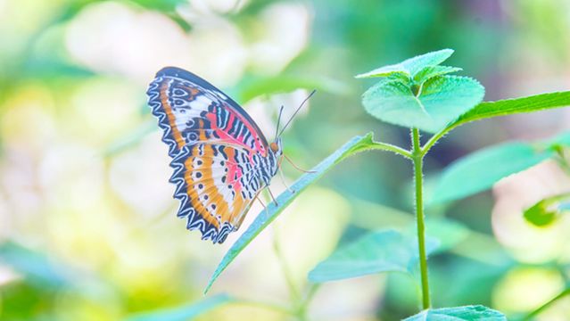 Banteay Srey Butterfly Centre