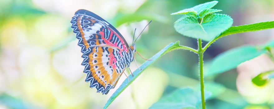 Banteay Srey Butterfly Centre