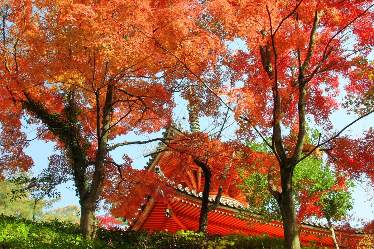 廣島紅葉 | 三瀧寺