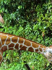 Jardín zoológico nacional de Sri Lanka