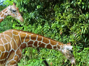 德希烏拉動物園